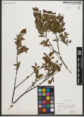 Foto von Salix myrtilloides L.